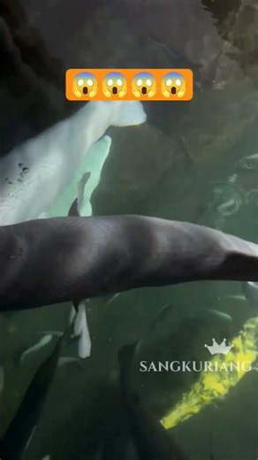 WhyTwo Giant Alligator Gars Don’t Attack Each Other #AquariumEducation#FishBehavior#WildlifeLearning