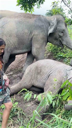Junior, the Happy Baby Elephant, Relaxing in the Forest! Super Chill Vibes