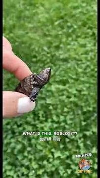 Dusty Dubs BEST OF 2025 Animal Voiceovers! 🤣