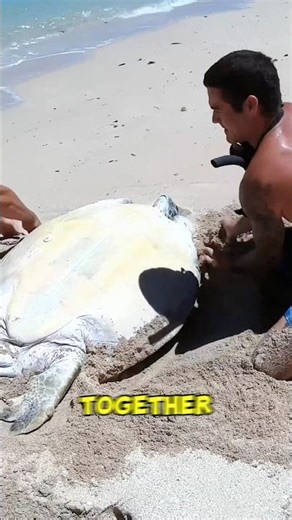 Family Saves Stranded Sea Turtle on Beach #animalrescue #oceanlife #wildlifehero