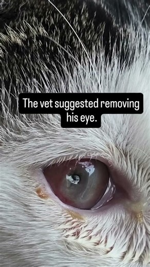 Saved Cat’s Eye With These Protocols