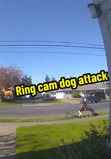 Full Dog Attack Footage: Ring Camera Exposes Incident