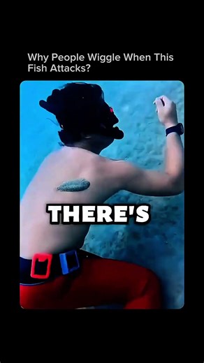 The Strange Reason People Shake During Fish Attacks 🐟😱
