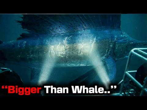 27-ft Sailfish TWICE The Size Of Normal Discovered In Deep Ocean Zone and It's Stuns Scientists!