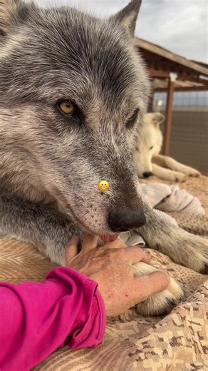 When they smile, I smile. That’s what it a about♥️🥰🐺🙏. #keeperofthewolves #savewolves #foryoupage #wolfdogs #packpeculiar