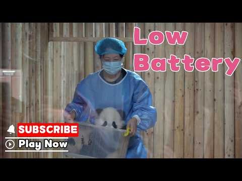 What Does A "Low-battery" Panda Cub Look Like? | iPanda