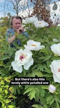Tree Peony vs Herbaceous Peony – What’s the Difference? #gardeningadvice