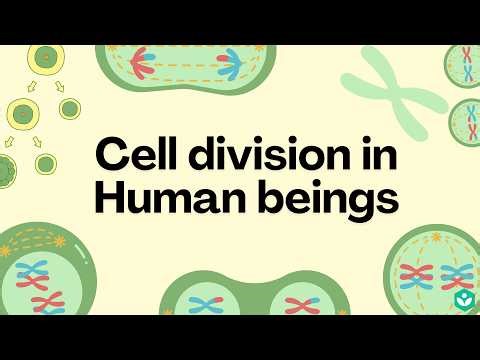 Cell division in Human beings | Reproduction | Class 10 | Biology | Telangana | Khan Academy