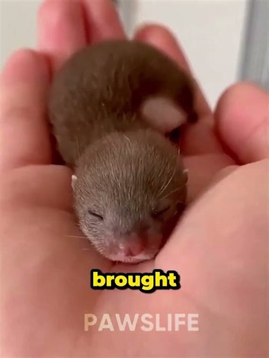Weasel Rescue: Abandoned Baby Weasel Miracle Transformation! 💔✨ #shorts #weasel #pawslife