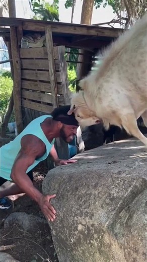 Bodybuilder Vs Goat