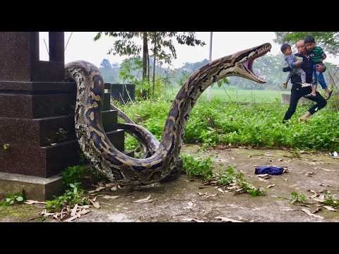 Giant python attacks father and his two sons