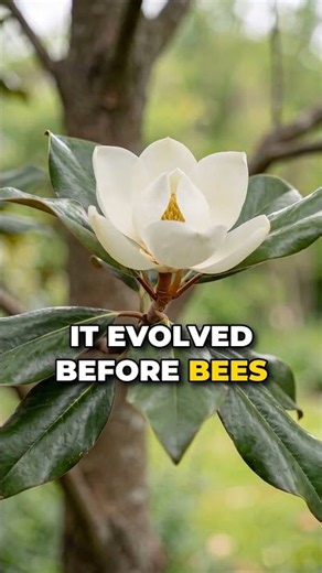This Flower Is Older Than Bees #timelapse