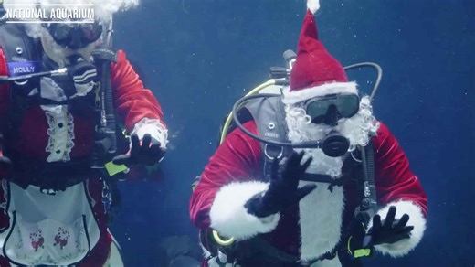 Santa and Mrs. Clause go swimming at the National Aquarium