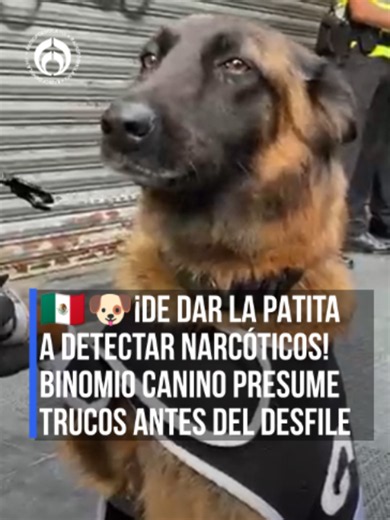 🐶🇲🇽 ¡De dar la patita a detectar narcóticos! 😍 Antes de desfilar por el Zócalo este 16 de septiembre, este binomio canino de la Guardia Nacional nos presume sus mejores trucos y habilidades. 🐾🫡 #RFmx #EspecialesRF #15deSeptiembre #FiestasPatrias #Tiktokmehizover #Tiktokinforma
