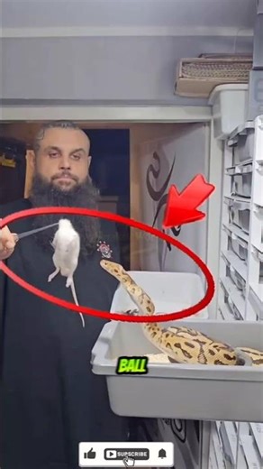 عالم ثعابين البايثون! 🐍🔥 | Ball Python Feeding Strikes #wildlife #animals #snake