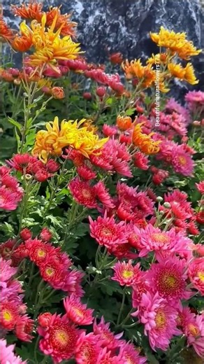 Beautiful Chrysanthemum Garden 🌸 | Amazing Colours of Nature