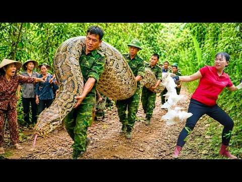72 Hours Of Terror: Border Guards Help Trap A Giant 100KG Python And Release It Back To The Forest!