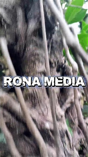 Video Bokeh/Cinematic Bonsai