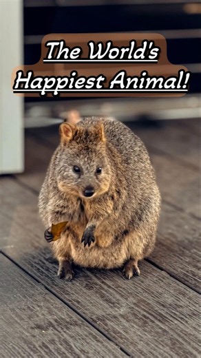 Quokka! World's Happiest & Australia's Famous Smiling Animal #Shorts #viral #australia #nature