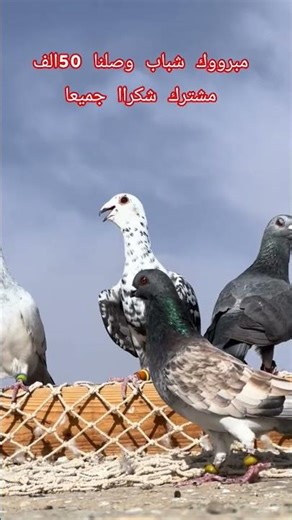 #song #birds #vilogpigeon #pigeon #kabootarba #kabootar #pigeonlaver
