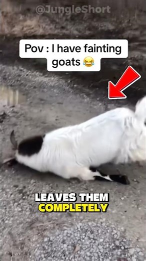 😳 The Strange Condition That Locks a Goat’s Body
