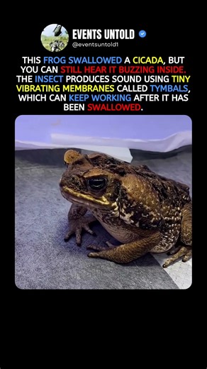 Frog That Swallowed a Buzzing Cicada #animals #shorts