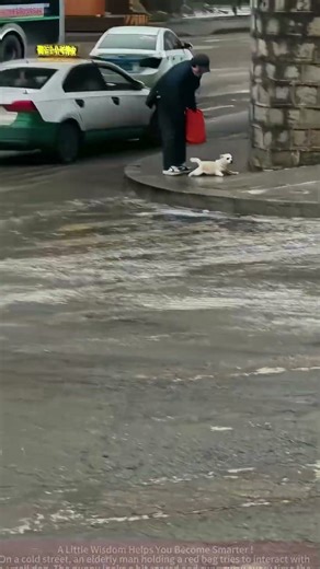 Grandpa Helps Dog, Puppy: Can You Be Gentle with That Look