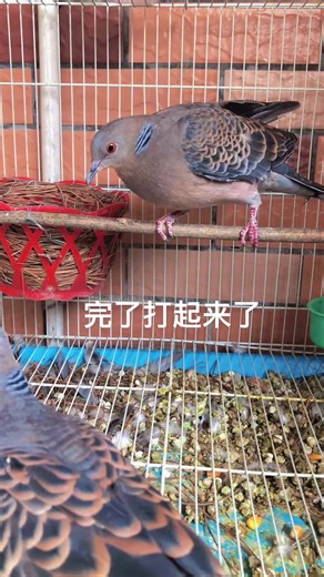 Exploring the Oriental Turtle Dove: A Detailed Guide