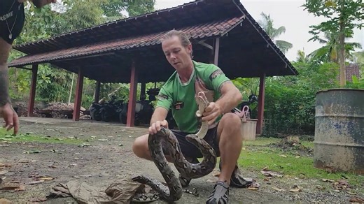 Witnessing aggressive python behavior caught on camera