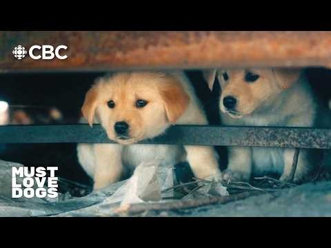 These Golden Retriever puppies almost froze to death! | RESCUE STORY