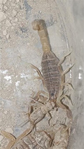 Scorpion Eating Live Prey | Nature at WorkWatch a Scorpion Hunt and Eat Its Food kashii tech