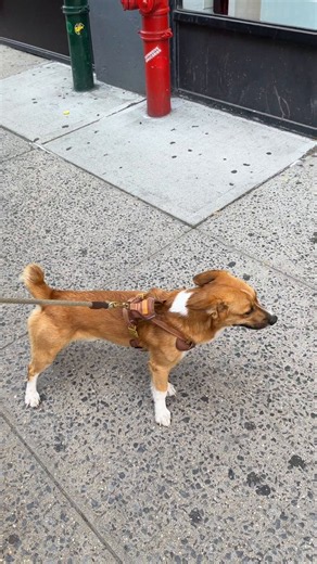 Miso, Corgi/Beagle mix, Prince & Lafayette St., New York, NY • “He almost never barks. He’s my coworker’s dog – I’m on Miso duty. He’s one of the best dogs in the world. He wants to make friends with every dog and he’s never mean. And he loves the office; loves to work.”