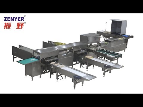 Zenyer 104A egg grader auto packer egg grading packing machine 10000 eggs per hour