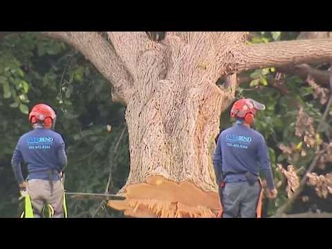 Furious federal judge orders freeze to cutting trees in East Potomac Park | NBC4 Washington