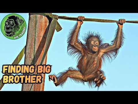 Chester Zoo Little Orangutan Finds Big Brother For Reassurance🦧😊 #orangutan #chesterzoo