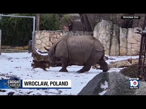 Small deer challenges massive rhino to a duel in the snow