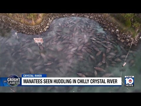 Manatees try to stay warm in Florida's Crystal River