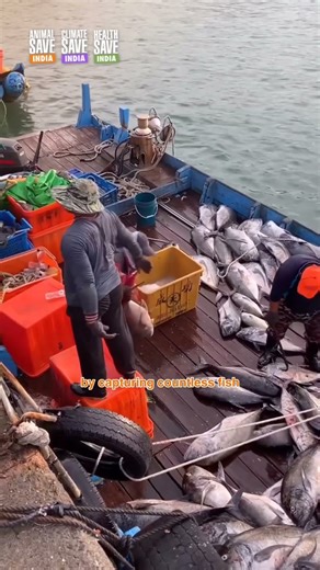 🐟 The Hidden Cost of Fish Farming 🌊