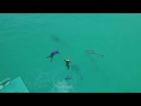 Dolphin Swim Drone Video Shell Island