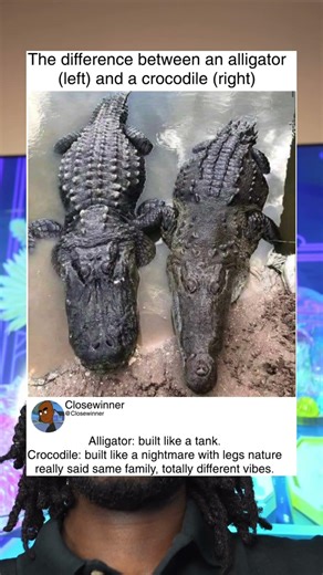 The difference between an alligator (left) and a crocodile (right)