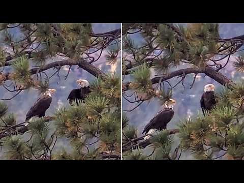 FOBBVCAM Eagles 🦅 Shadow Keeps Visiting Bald Eagle from Disturbing📣 Kaydee's Breakfish 🦈 2026 Sep 27