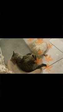 𝗗𝗲𝘀𝘁𝗶𝗻𝘆 𝗗𝗲𝘃𝗮 𝗞𝗶𝘁𝘁𝘆 𝗦𝗲𝗲𝗸 𝗔𝗻𝗱 𝗗𝗲𝘀𝘁𝗿𝗼𝘆 𝗖𝗼𝗰𝗼 𝗣𝘂𝗳𝗳 𝗣𝘂𝗽𝗽𝘆 #shorts #kitty #Kitten #puppy #puppies #Rescue