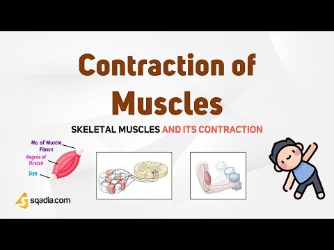 Skeletal Muscle and its Contraction | Contraction of Muscles