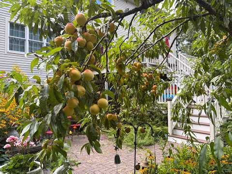 Pruning fruit trees in early spring