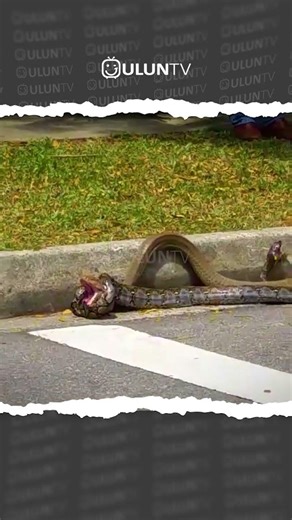 cobras escaped while fighting against a python #uluntv #wildlife #wildtv #short