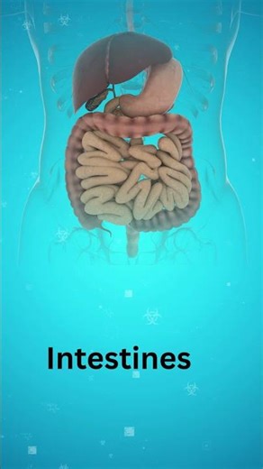 Your Intestine is a Super Machine 🤯#intestingfact
