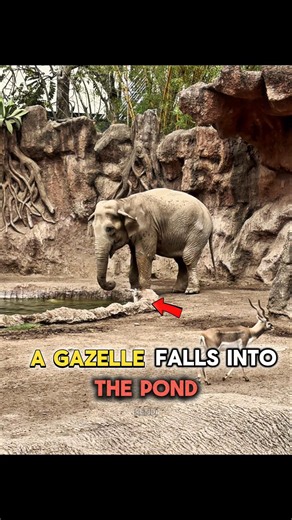 This Elephant Became a Hero for the Gazelles 🐘🔥