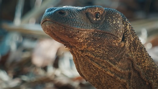 Watch a Komodo dragon bite once – then follow prey for 48 hours until it collapses
