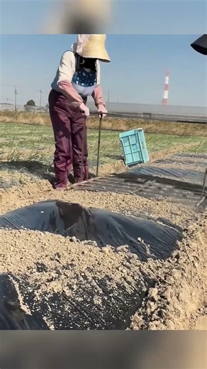 Satisfying Plastic Mulch Piercing Using a Spiked Roller Tool