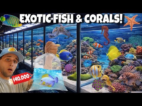 Face to Face With The RAREST FISH & CORALS In THE WORLD!!
